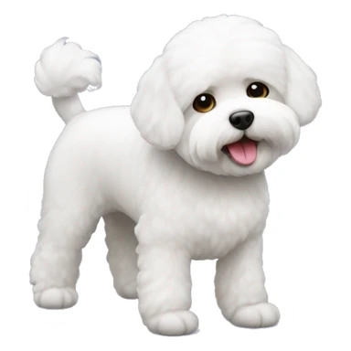 Bichon freise  sticker