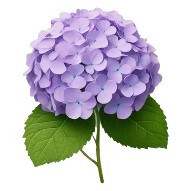 Hydrangea sticker