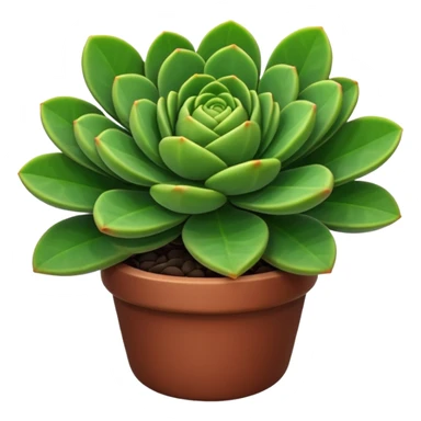 crassula sticker