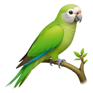 Monk parakeet sticker