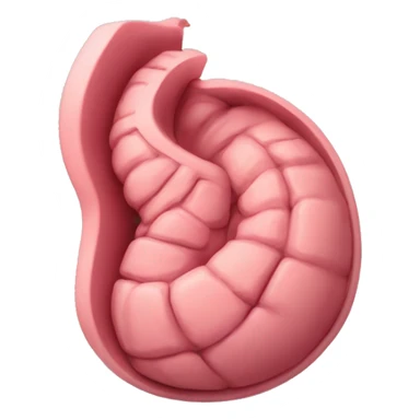“A detailed image of a human stomach, showing its curved shape, inner folds, and a natural pinkish color.” sticker