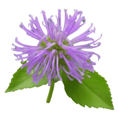 wild bergamot flower sticker