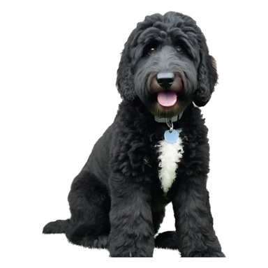 Black goldendoodle with white patch on chest sticker