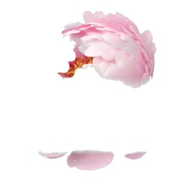 baby pink peony bouquet  sticker