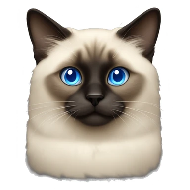 fluffy siamese dark face and blue eyes sticker