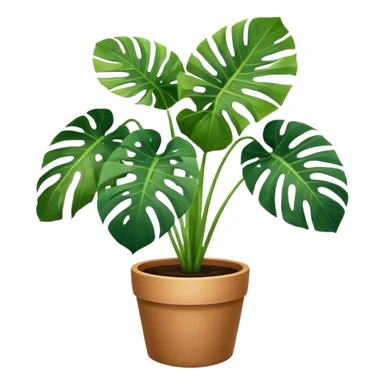 Potted plant, the potted plant contains Monstera deliciosa. sticker