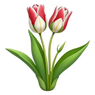 Weiße Tulpen als Strauß  sticker