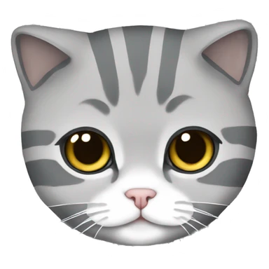 Scottish fold cat in grey white stripes sticker