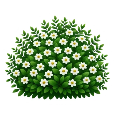 A dense bush with dark leaves and a curved organic shape with small white flower sticker