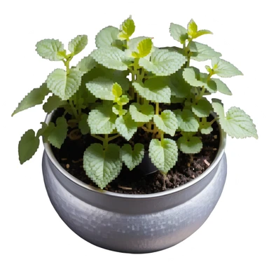8-bit pixel art of small Plectranthus Verticillatus sprouts with round circular leaves in a shiny metallic planter sticker