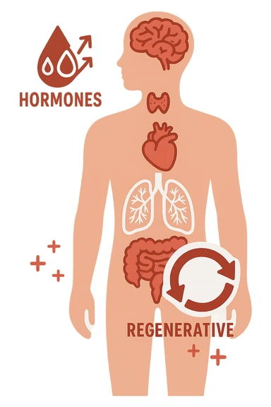The combination of the body's internal hormonal and regenerative capabilities sticker