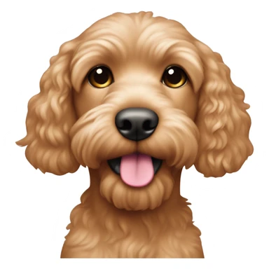 Very cute apricot colored cockapoo with a pink colored nose sticker