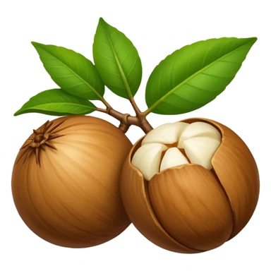 macadamia nut with leaves sticker