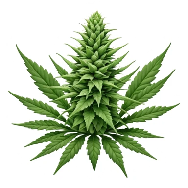 white color marijuana, no color sticker