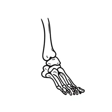 hand-drawn skeleton foot anatomy with visible bones and joints sticker