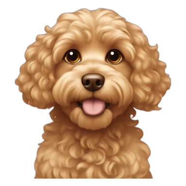 curly-fur,-light-blonde,-light-brown-ears,-cavapoo-adult sticker