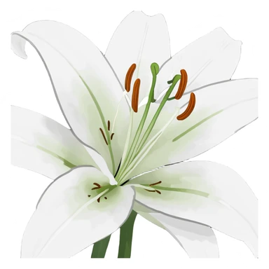 white Lily flower sticker