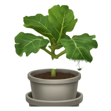 fiddle leaf fig sticker