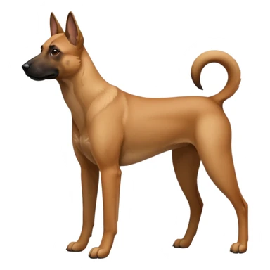 Chien malinois sticker