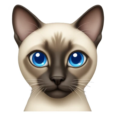 Siamese cat with blue eyes  sticker