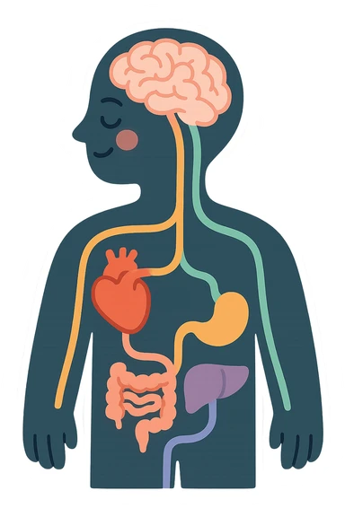 silhouette of a person with colorful lines connecting the brain and various organs, symbolizing the connection between mind and body, pastel toon style, clear contours, soft shadows and highlights, transparent background, white outline sticker