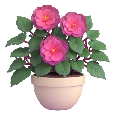 Begonia Rex with dark green leaves, purple edges, white spots in the middle, and distinct spiral centers where each leaf grows from, in a beige pot sticker