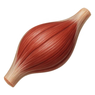 muscolo umano porzione anatomica iperrealistico sticker