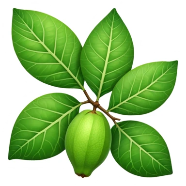 A guava leaf sticker