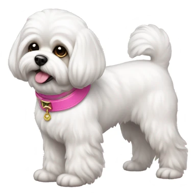 White Shichon dog with pink collar  sticker