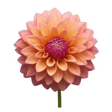 Dahlia flower sticker