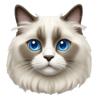 Ragdoll cat with blue eyes  sticker