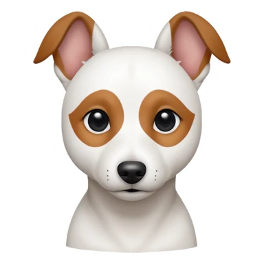 a fully white jack russell the size of a kelpie with a half white face sticker