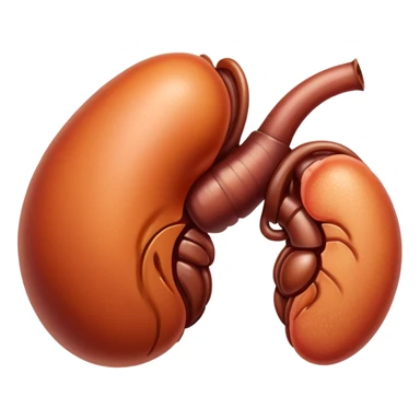 kidney sticker