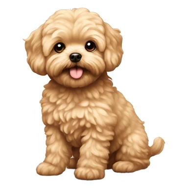gold maltipoo  sticker