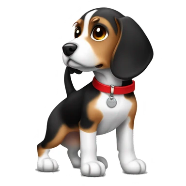 Small beagle dog black, brown and white with red collar with a tag  sticker
