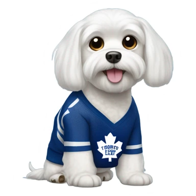 White Maltese with Toronto maple leafs sweater  sticker