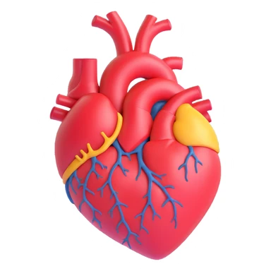 anatomically correct human heart sticker