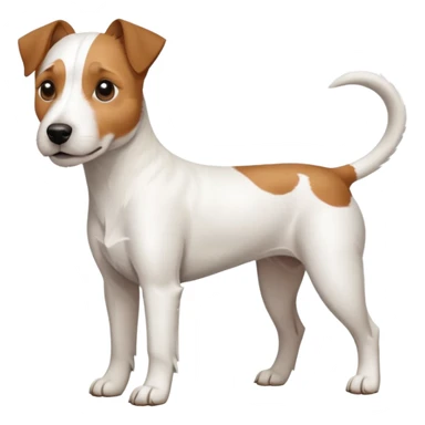 a full body large white parson russell looking dog the size of a kelpie with light brown ears and a light brown patch on one eye and a large snout sticker