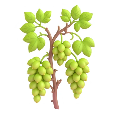 early spring grapevine with new buds sprouting, early summer grapevine with leaves beginning to grow, no background sticker