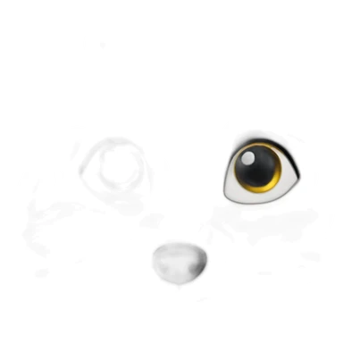 curious arctic fox close up sticker