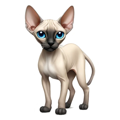 Siamese Sphynx  cat with blue eyes, full thin body stand, black nose ears and tail sticker