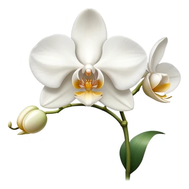 white Orchid sticker