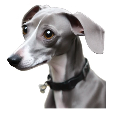 italian greyhound total grey 6 month - young sticker