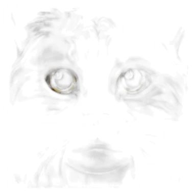 Chat sur ours sticker