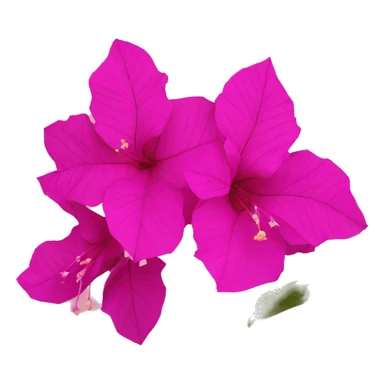 bougainvillea flowers sticker