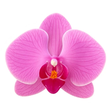 pink orchid, no background sticker