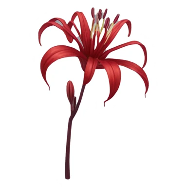 Dark Red Spider Lilly flower  sticker