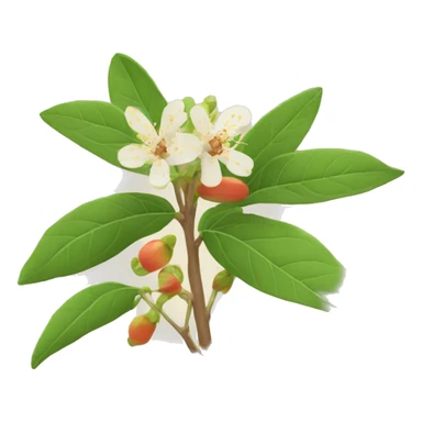 (style Apple Emoji) "ashwagandha with flower"  sticker