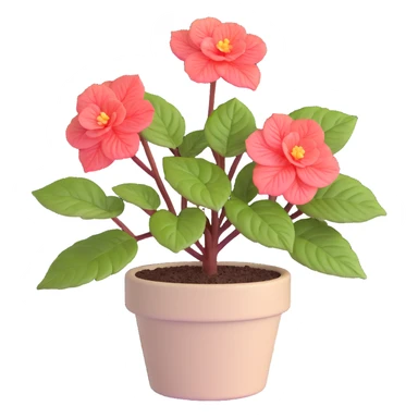 Begonia Rex plant in a beige pot with spiral leaf pattern sticker