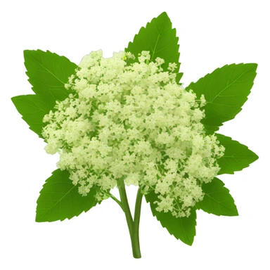 elderflower sticker